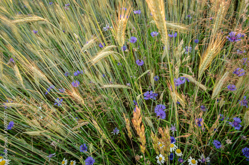 Strahlend blaue Kornblumen wachsen zwischen reifen, goldgelben Getreidehalmen am Feldrand.