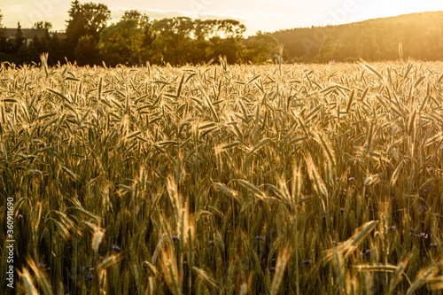 Im sommerlichen Abendlicht wiegen sich die reifen, goldfarbenen Getreidehalme im Wind.