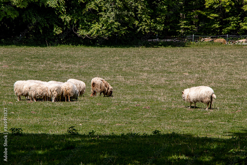Wildtiere im Wald Wildtiere im Wald