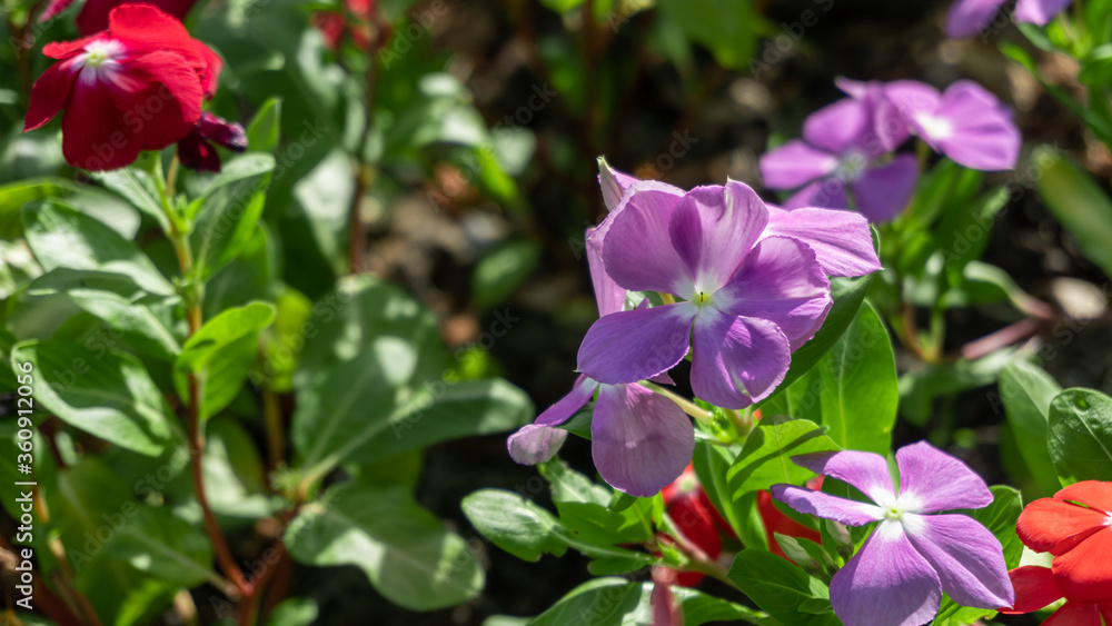 Madagascar periwinkle flower, Colorful vinca rosea flower in garden Madagascar periwinkle flower, Colorful vinca rosea flower in garden