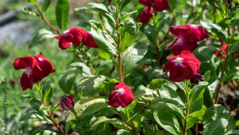 Madagascar periwinkle flower, Colorful vinca rosea flower in garden Madagascar periwinkle flower, Colorful vinca rosea flower in garden