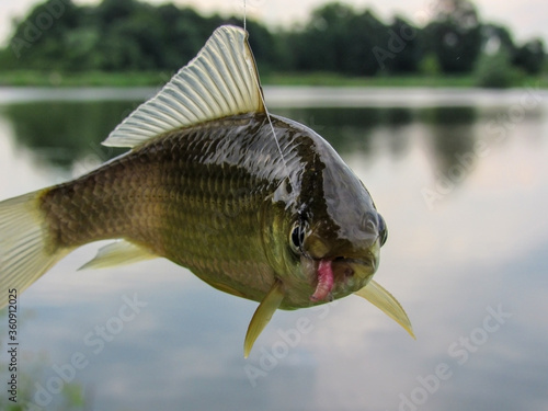  fish on the background of the lake. crucian. fishing