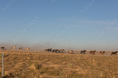 Herd of Wild Horses in the Utah Desert