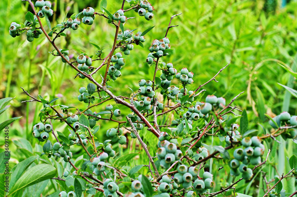 American blueberries growing on a bush against a green plant background American blueberries growing on a bush against a green plant background