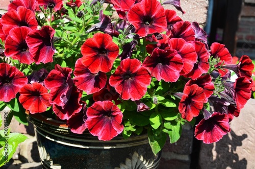 colorful petunia flowers close up photo