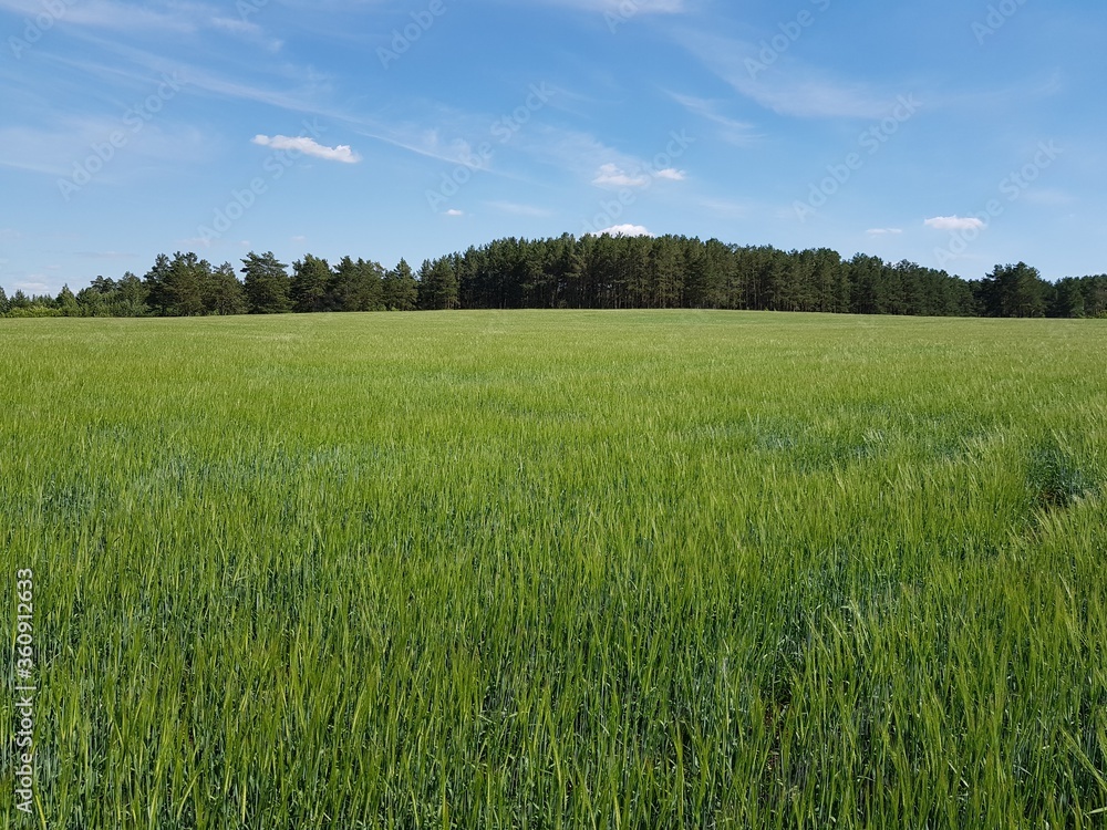 Green rye sprouts in the field Green rye sprouts in the field