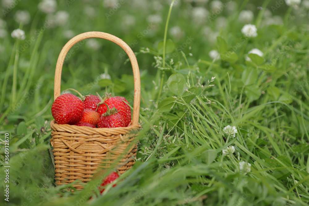 basket with strawberries on a background of nature basket with strawberries on a background of nature