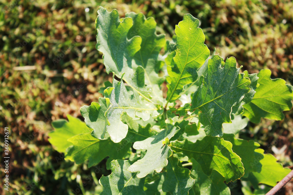 Young oak tree in the garden.
