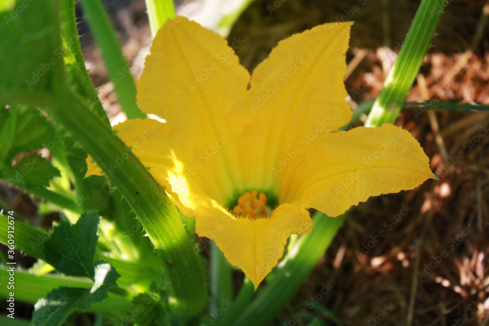 Zucchini Squash plant with flower in the garden.
