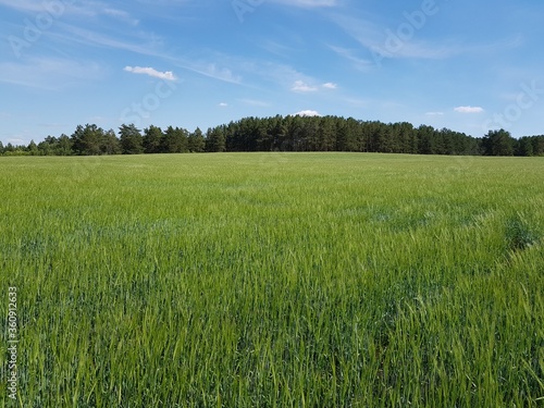 Green rye sprouts in the field