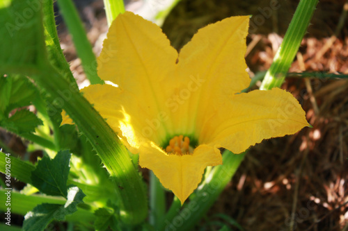 Obraz na płótnie Zucchini Squash plant with flower in the garden. w salonie