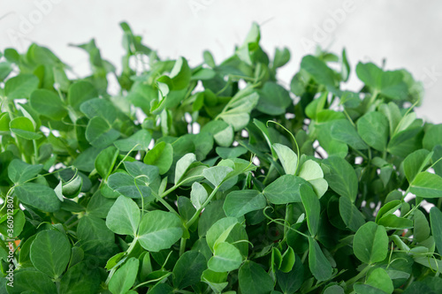 Close-up of microgreen peas. Concept of home gardening and growing greenery indoors