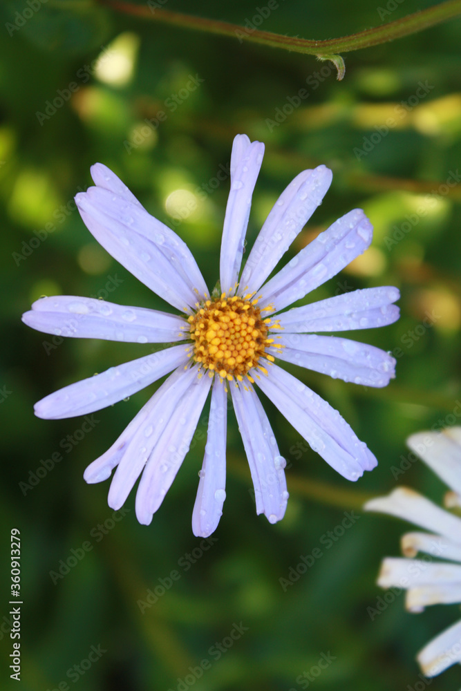 Purple flower blooming in the garden.