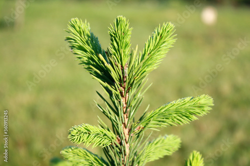Obraz na płótnie Spruce young plant in the garden. w salonie