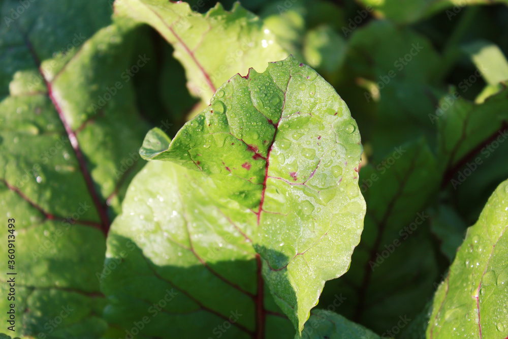 Beetroot leaves, plant growing in the garden.