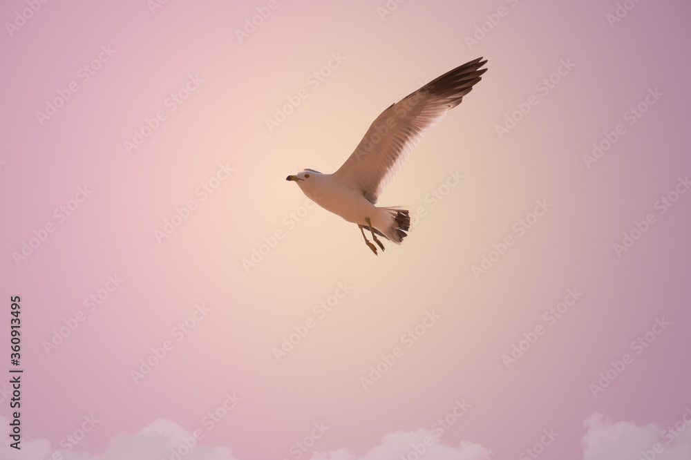 Fototapeta premium flying seagull in the sky