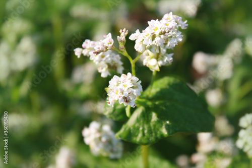 Obraz na płótnie Buckwheat plant with flower in the garden. w salonie