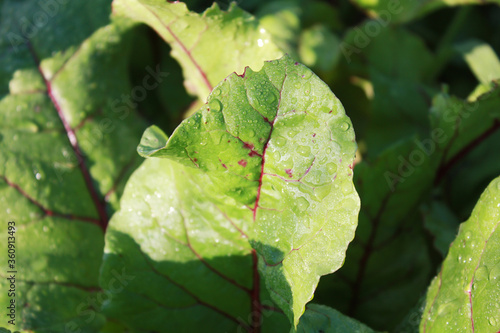 Obraz na płótnie Beetroot leaves, plant growing in the garden. w salonie