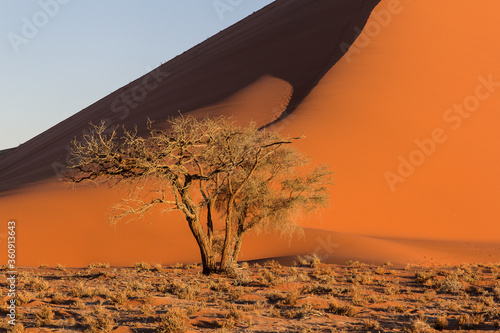 Una acacia sola delante de la imponente duna 45, uno de los lugares más populares del Parque Nacional Namib-Naukluft, en Namibia. photo