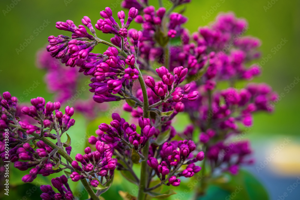 Spring branch of blossoming lilac Spring branch of blossoming lilac