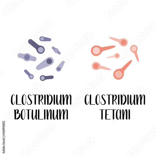 Clostridium botulinum, clostridium tetani, pathogen. Rod-shaped, gram-positive anaerobic bacteria. Bacillus. Morphology. Microbiology. Vector flat illustration