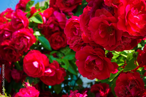 Lots of red roses close up. Beautiful natural background.