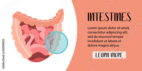Human digestive system. Gut, small and large intestine. Digestive tract. Vector flat illustration. Perfect for banner, landing page