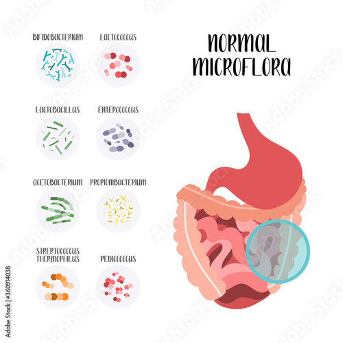 Probiotics. Lactic acid bacteria. Good microorganisms for stomach, gut and intestinal flora health. Microbiome. Bifidobacterium, lactobacillus, lactococcus, thermophilus streptococcus. Vector set