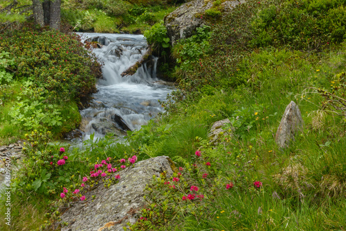 Alpenrosen und Bergbach in einer Naturlandschaft in Tirol