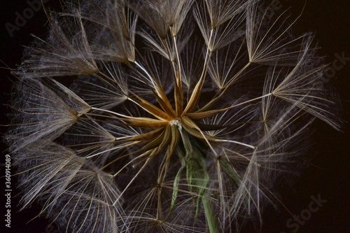 Background with wildflowers   flying seeds of meadow salsify   goat s-beard  tragopogon pratensis