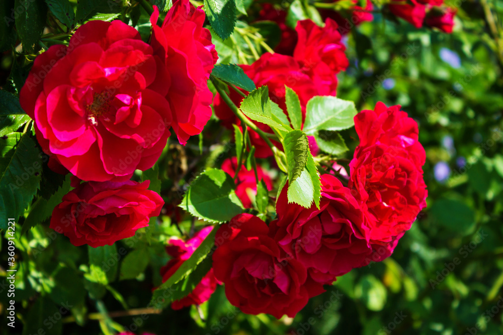 Lots of red roses close up. Beautiful natural background. Lots of red roses close up. Beautiful natural background.