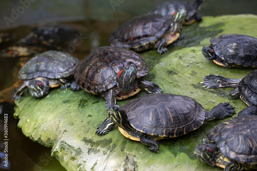 Lovely turtles resting on the rock by the water, wildlife and nature concept