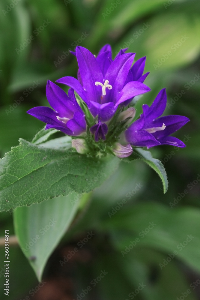 Peerless purple bell flower growing on green grass in the garden. Peerless purple bell flower growing on green grass in the garden.