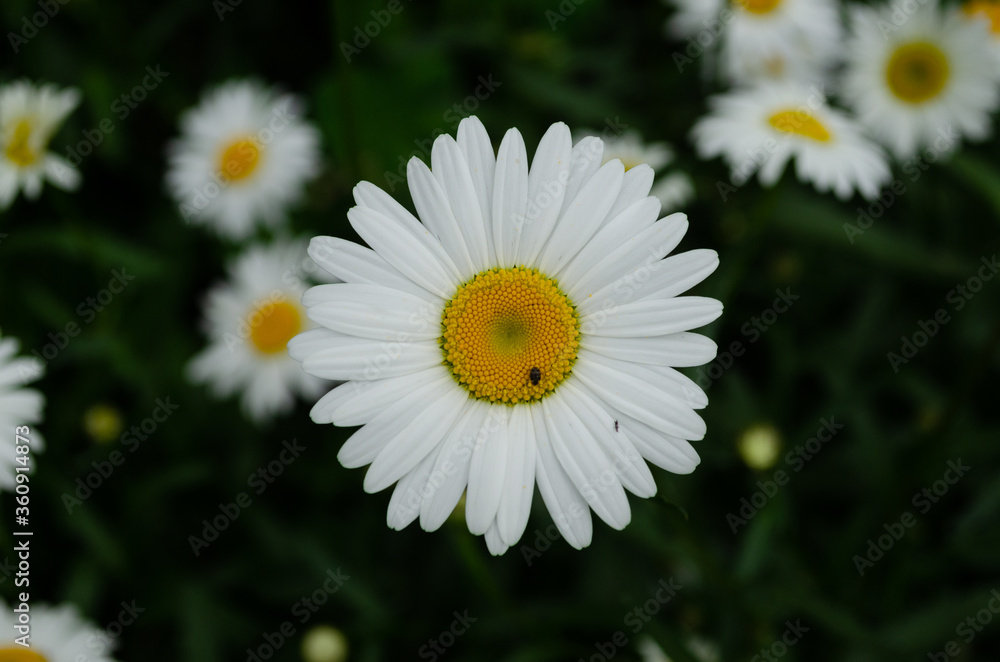 chamomile closeup, yellow and white flower chamomile closeup, yellow and white flower
