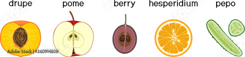 Different types of fruits: drupe, pome, berry, hesperidium and pepo. Scheme for botany lessons photo