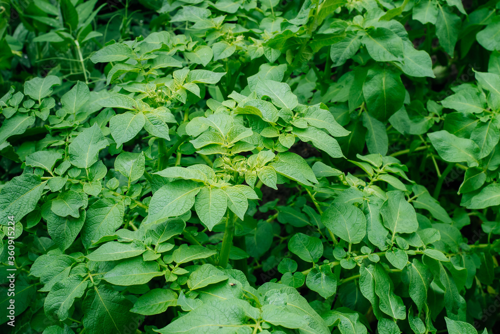 Potato bushes Close-Up. The potato plant bushes are just beginning to flower. Green potato bushes in the country. The bushes of potatoes without bugs Potato bushes Close-Up. The potato plant bushes are just beginning to flower. Green potato bushes in the country. The bushes of potatoes without bugs