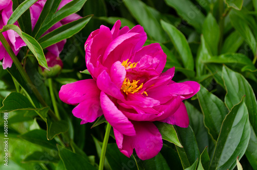 beautiful peony closeup, colorful flower