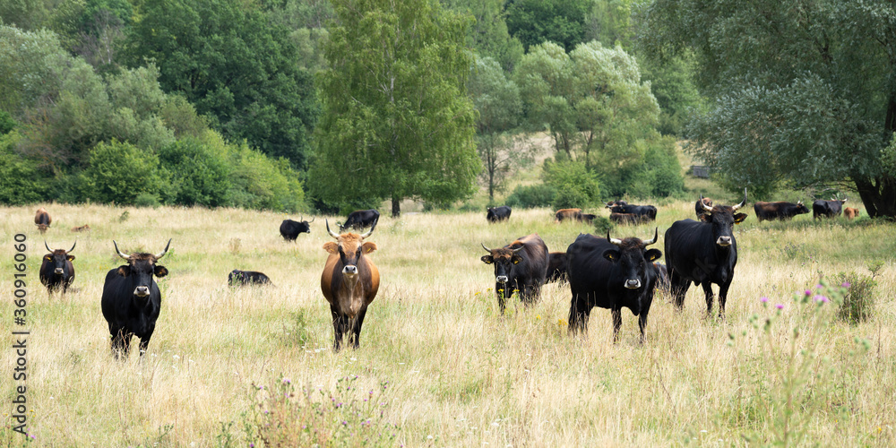 Taurus cattle in a semi-open pasture landscape Taurus cattle in a semi-open pasture landscape