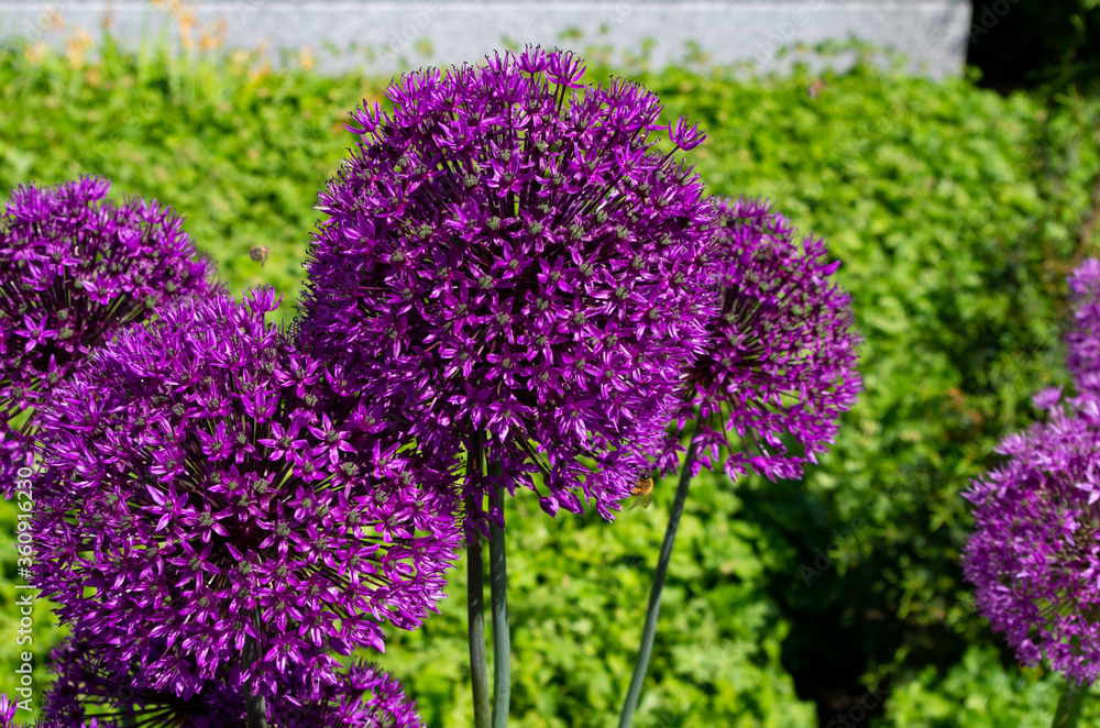 Fototapeta premium lilac flowers in the garden