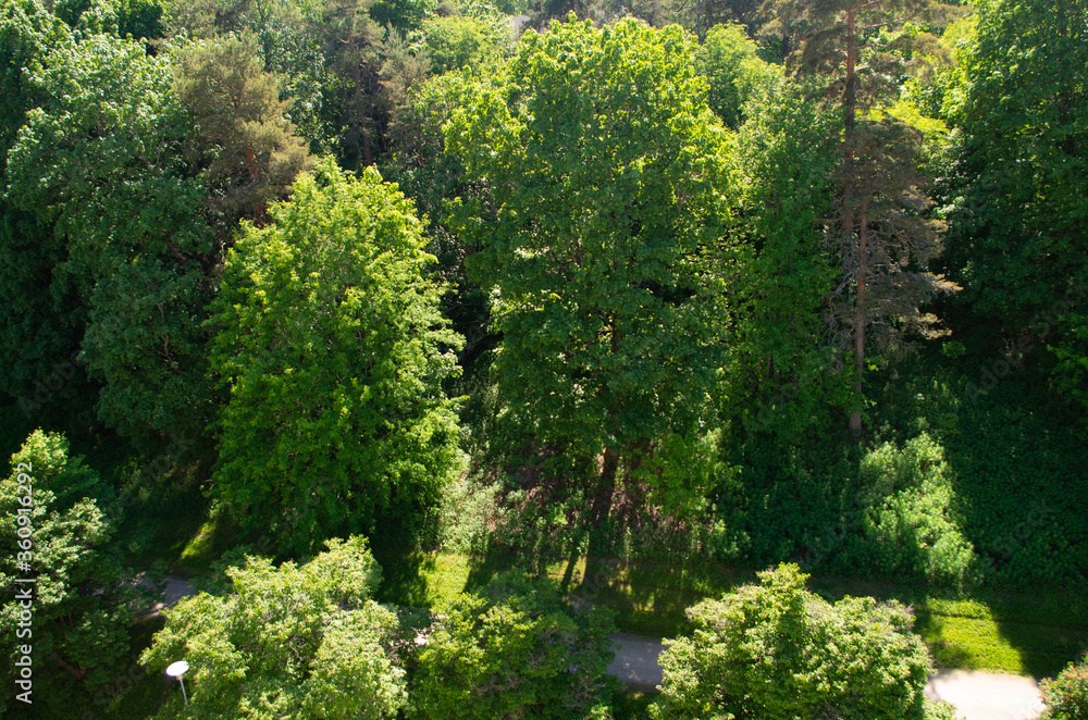 trees in sunny day trees in sunny day