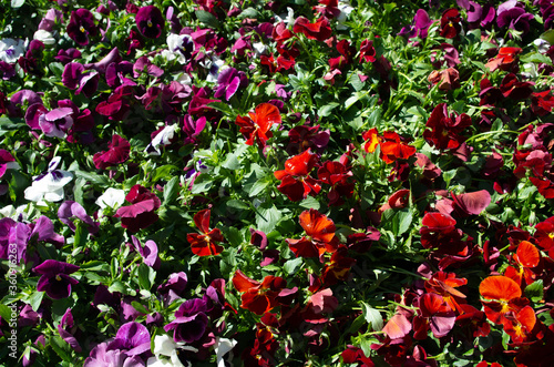 red and yellow flowers