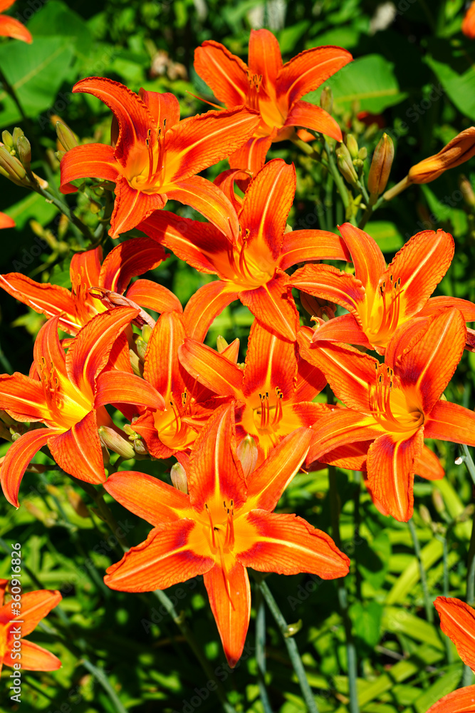 Orange and yellow daylily flower (hemerocallis) in the garden Orange and yellow daylily flower (hemerocallis) in the garden