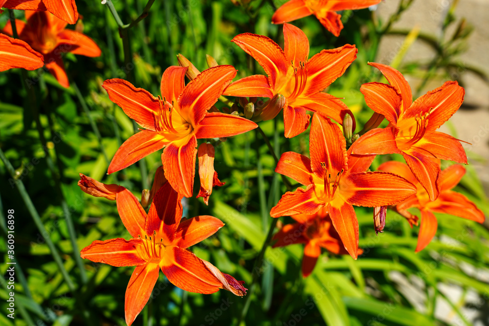 Orange and yellow daylily flower (hemerocallis) in the garden Orange and yellow daylily flower (hemerocallis) in the garden