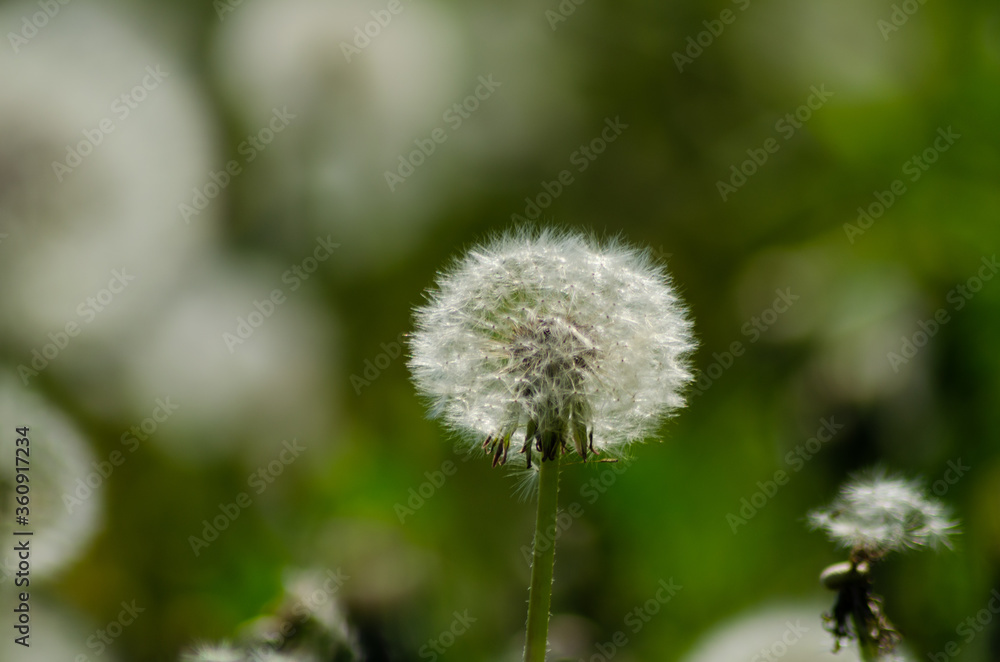 dandelions in sun day closeup