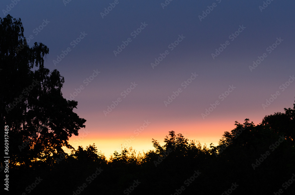 sunset sky and trees in summer