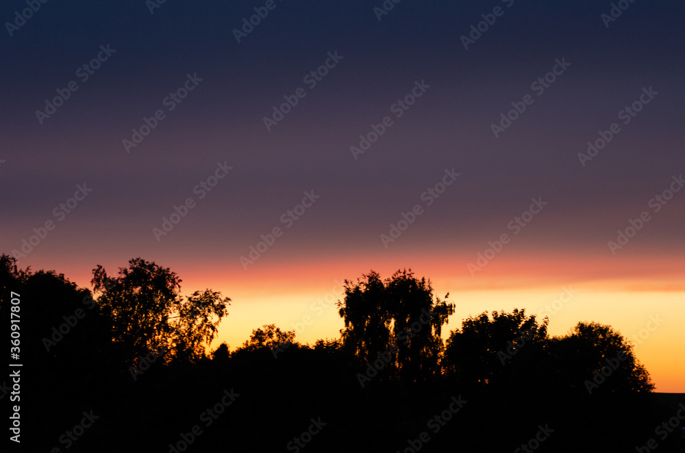 sunset sky and trees in summer