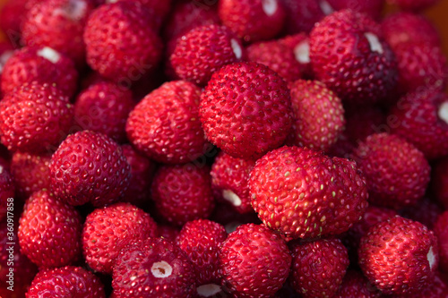 Wild strawberries fruits macro texture background full frame, red ripe juicy fresh berries