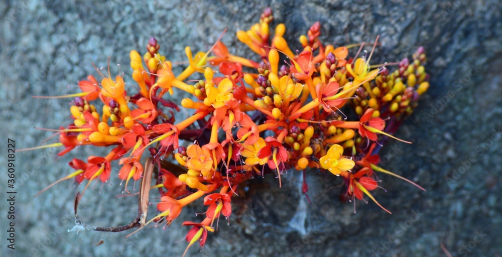 red and yellow flower