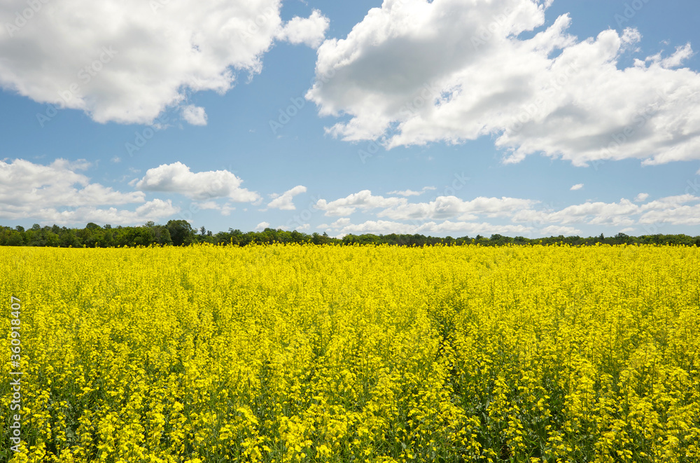 Obraz premium Canola field in summer, wide angle.