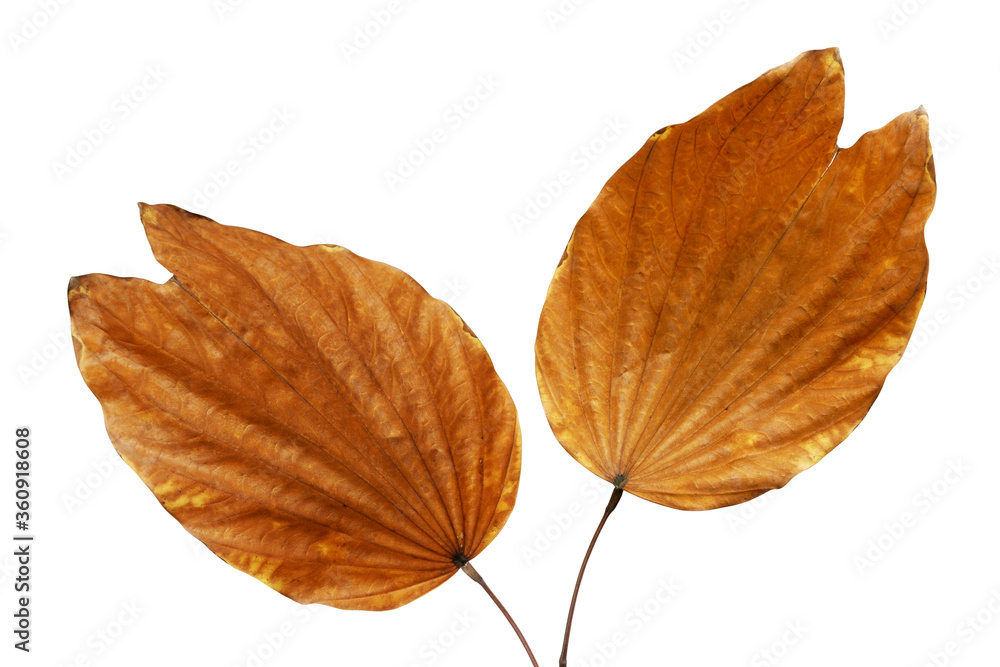 Fototapeta premium Dry Leaves of Purple Bauhinia Tree Isolated on White Background